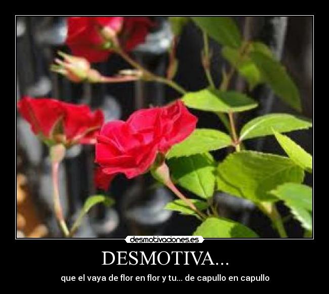 DESMOTIVA... - que el vaya de flor en flor y tu... de capullo en capullo