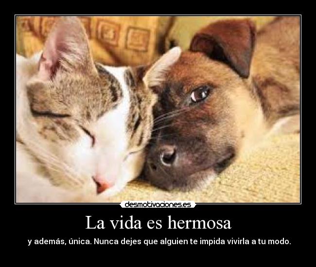 La vida es hermosa -