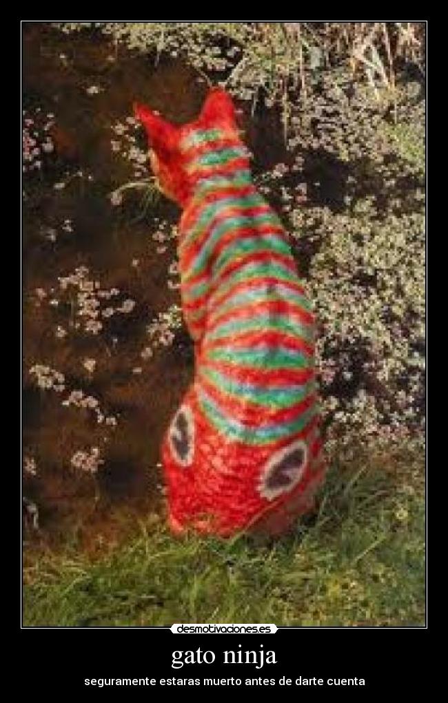 gato ninja - 
