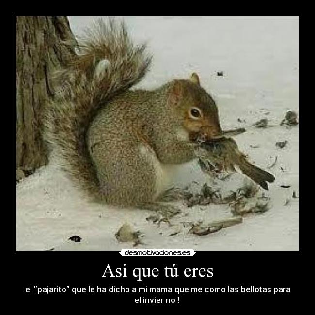 Asi que tú eres - el pajarito que le ha dicho a mi mama que me como las bellotas para el invier no ! 
