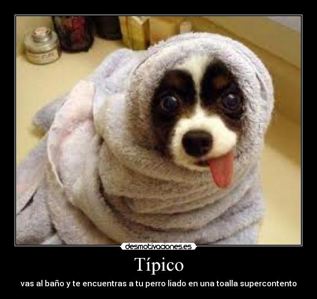 Típico - vas al baño y te encuentras a tu perro liado en una toalla supercontento