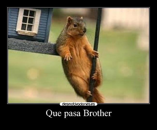 Que pasa Brother - 