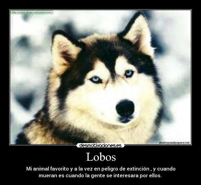 Lobos - 