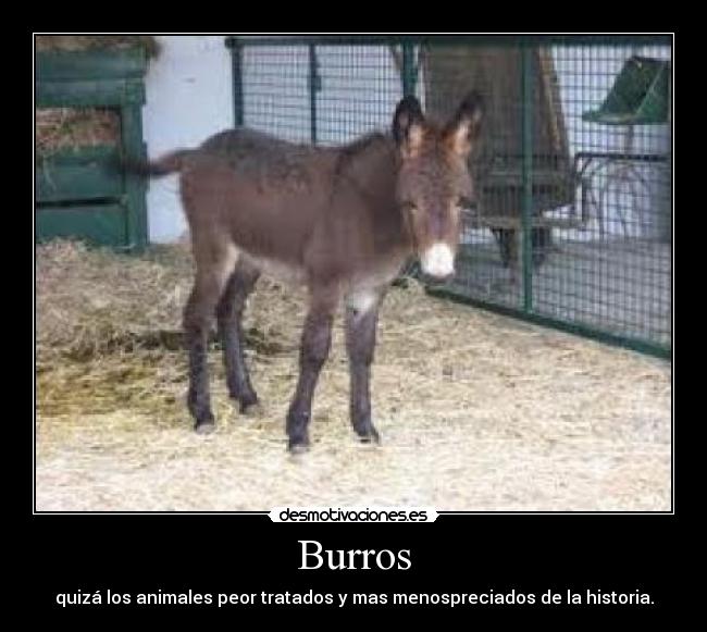 Burros - quizá los animales peor tratados y mas menospreciados de la historia.