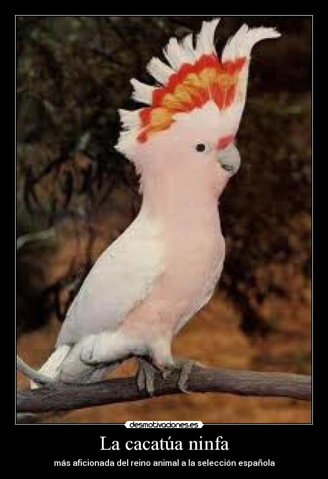La cacatúa ninfa - 