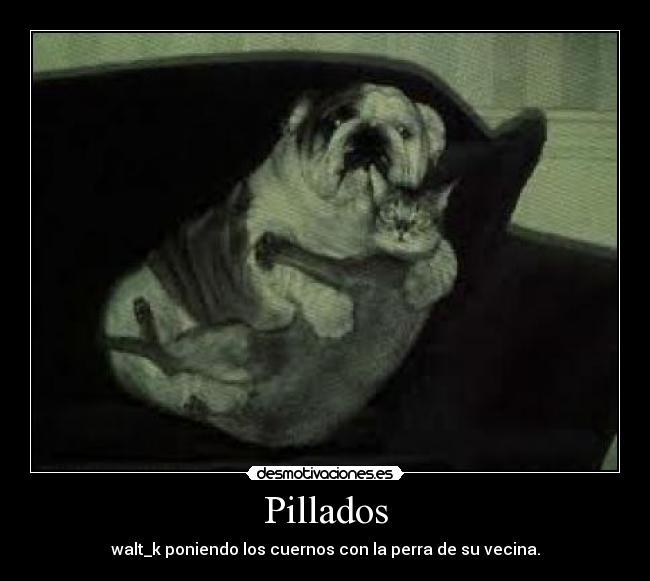 Pillados - walt_k poniendo los cuernos con la perra de su vecina.