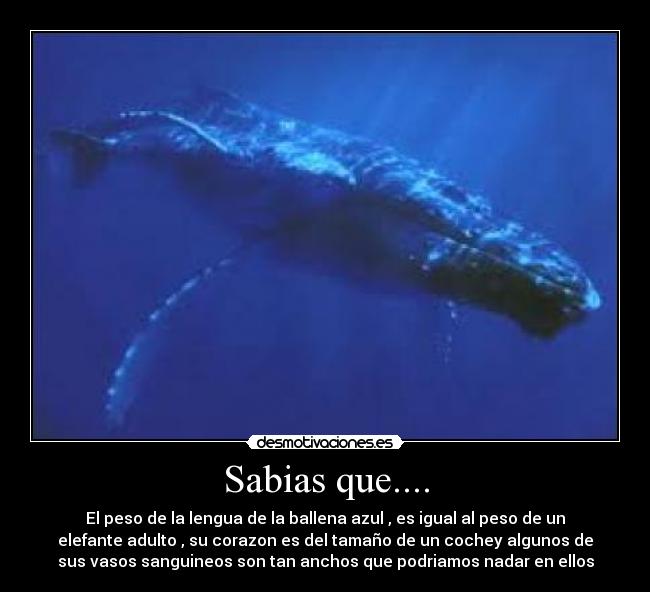 Sabias que.... - 