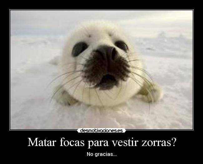 Matar focas para vestir zorras? - No gracias...