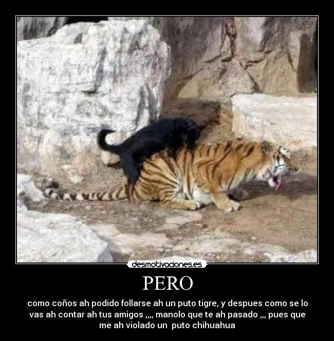 PERO - como coños ah podido follarse ah un puto tigre, y despues como se lo
vas ah contar ah tus amigos ,,,, manolo que te ah pasado ,,, pues que
me ah violado un  puto chihuahua