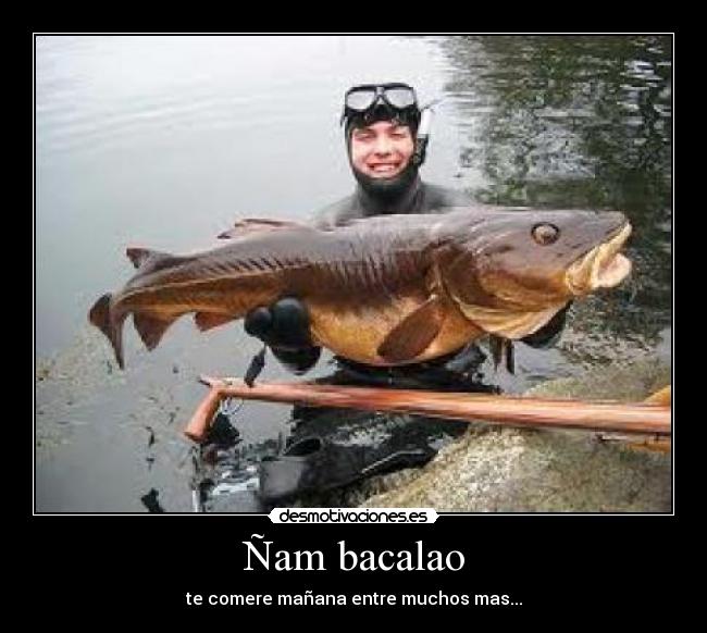 Ñam bacalao - te comere mañana entre muchos mas...