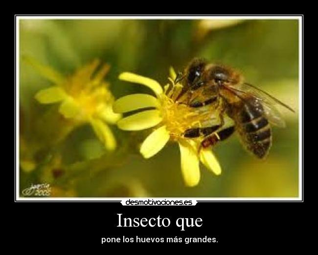 Insecto que - 