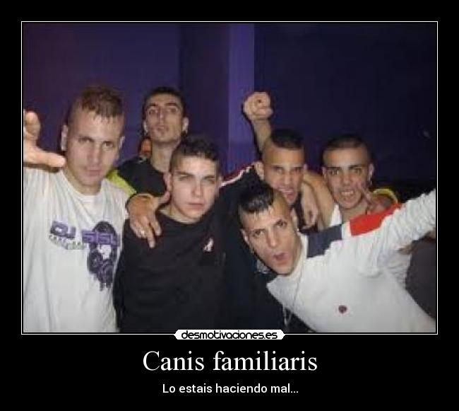 Canis familiaris - Lo estais haciendo mal...
