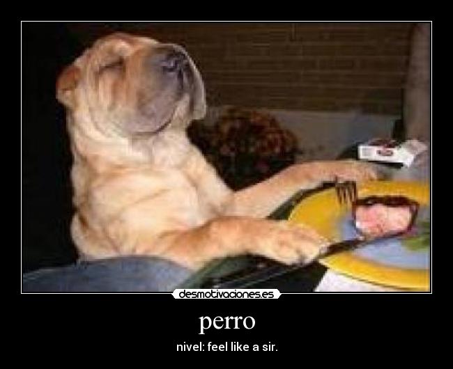 perro - 