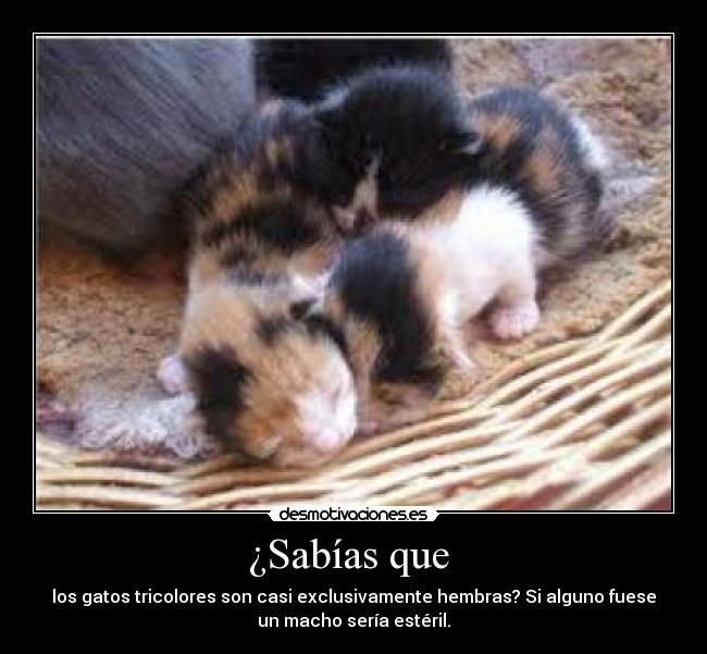 ¿Sabías que - los gatos tricolores son casi exclusivamente hembras? Si alguno fuese
un macho sería estéril.