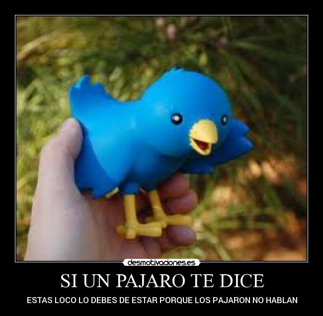 SI UN PAJARO TE DICE - 