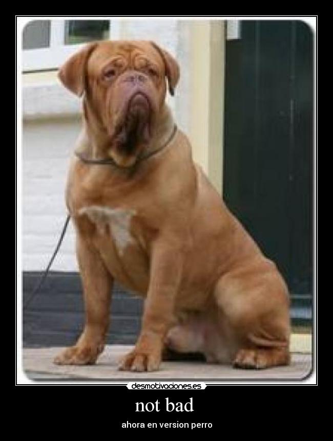 not bad  - ahora en version perro