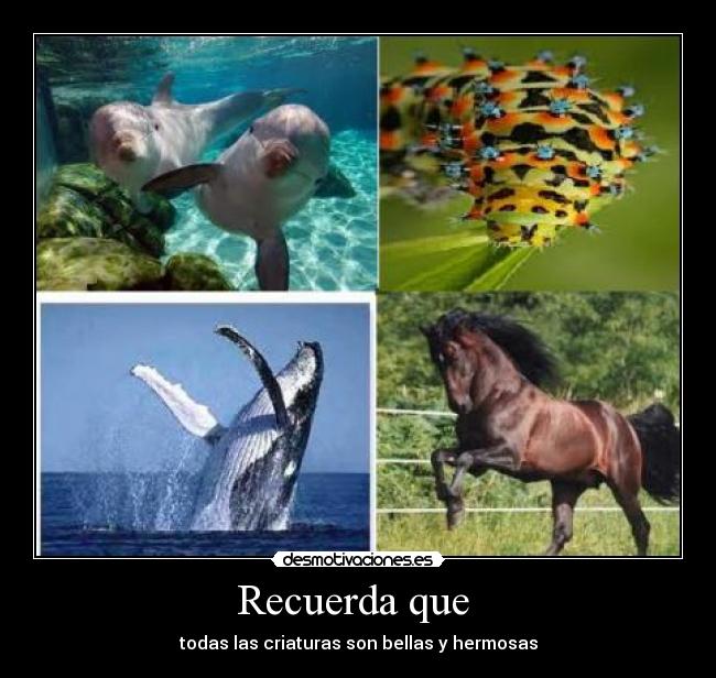 Recuerda que  - todas las criaturas son bellas y hermosas