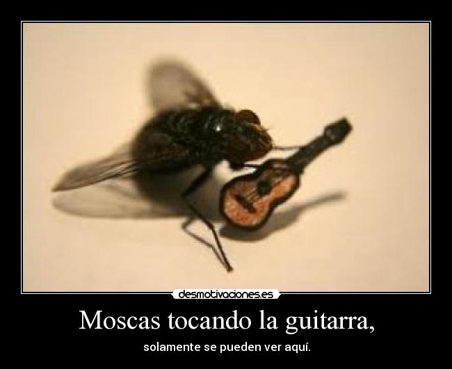 Moscas tocando la guitarra, -