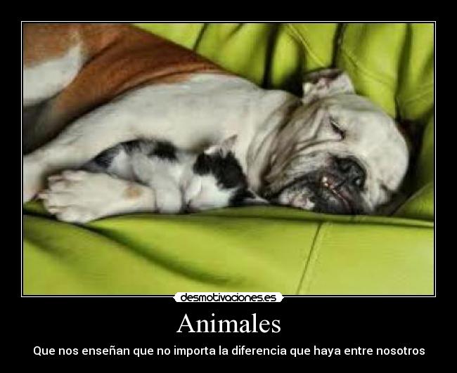 Animales -