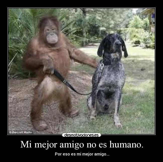 Mi mejor amigo no es humano. -