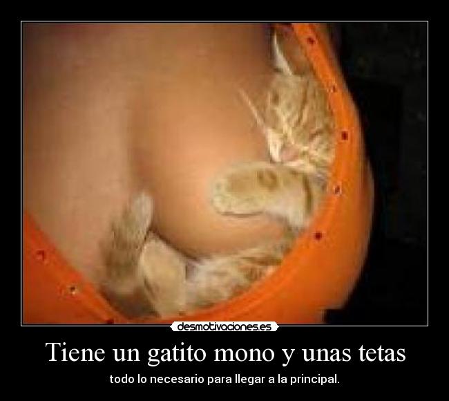 Tiene un gatito mono y unas tetas -