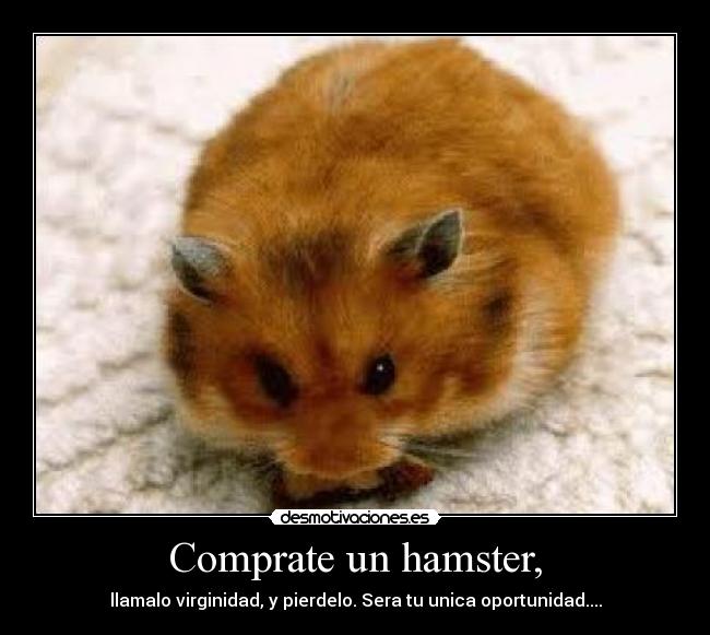 Comprate un hamster, -