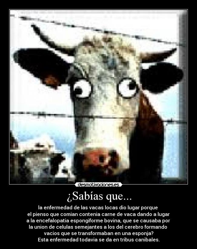 ¿Sabías que... - la enfermedad de las vacas locas dio lugar porque 
 el pienso que comian contenia carne de vaca dando a lugar 
a la encefalopatia espongiforme bovina, que se causaba por 
la union de celulas semejantes a los del cerebro formando 
vacios que se transformaban en una esponja?
Esta enfermedad todavia se da en tribus canibales.