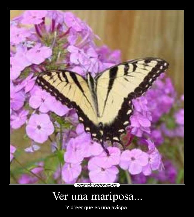 Ver una mariposa... -