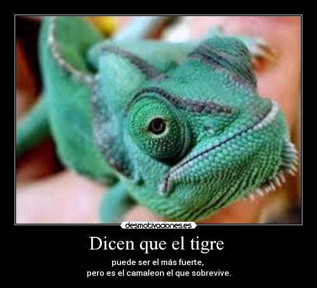 Dicen que el tigre  - 