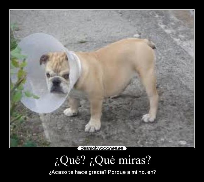 ¿Qué? ¿Qué miras? -