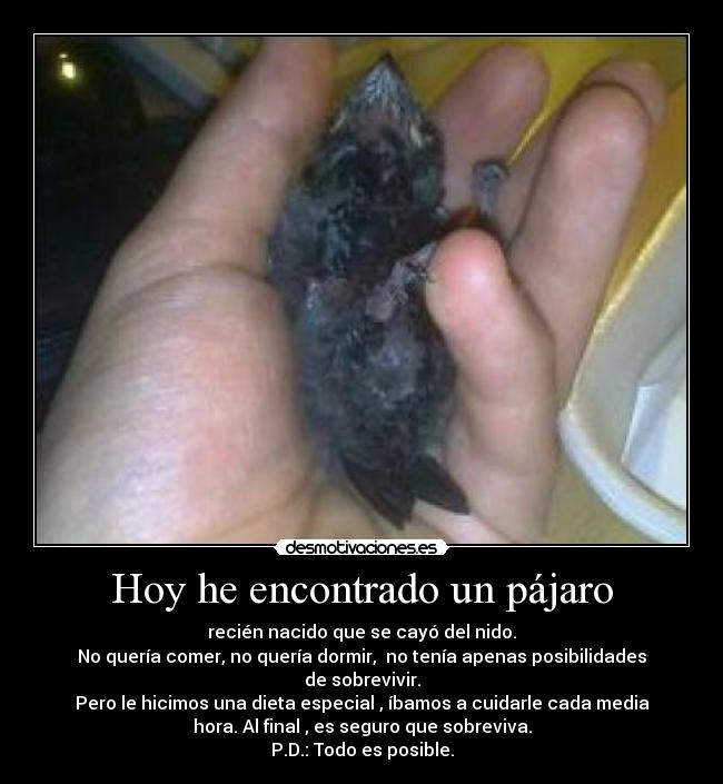 Hoy he encontrado un pájaro -