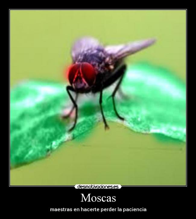 Moscas -