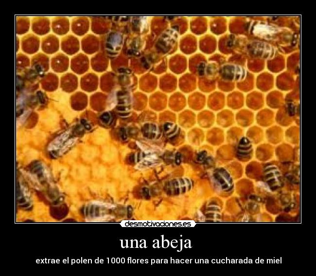una abeja  - 