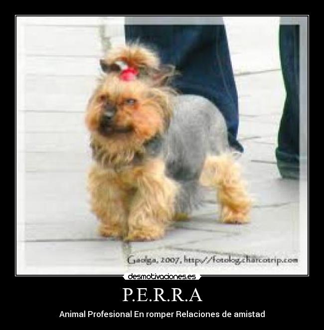 P.E.R.R.A - Animal Profesional En romper Relaciones de amistad