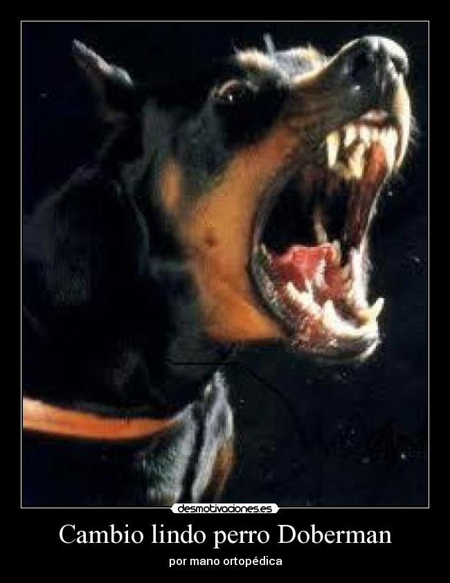 Cambio lindo perro Doberman - 