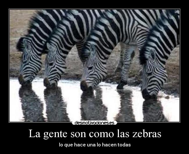 La gente son como las zebras - 