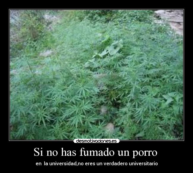 Si no has fumado un porro - en la universidad,no eres un verdadero universitario