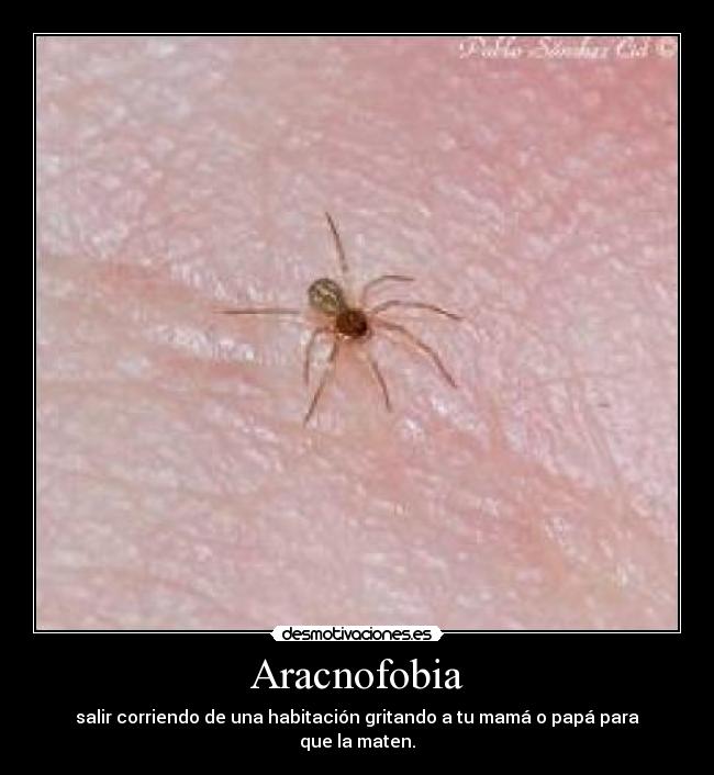 Aracnofobia - 