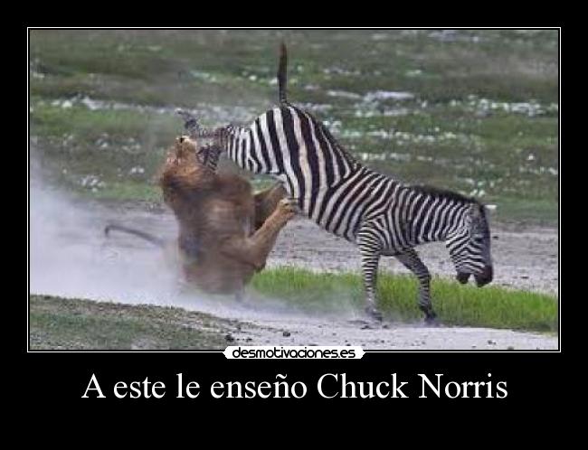 A este le enseño Chuck Norris - 
