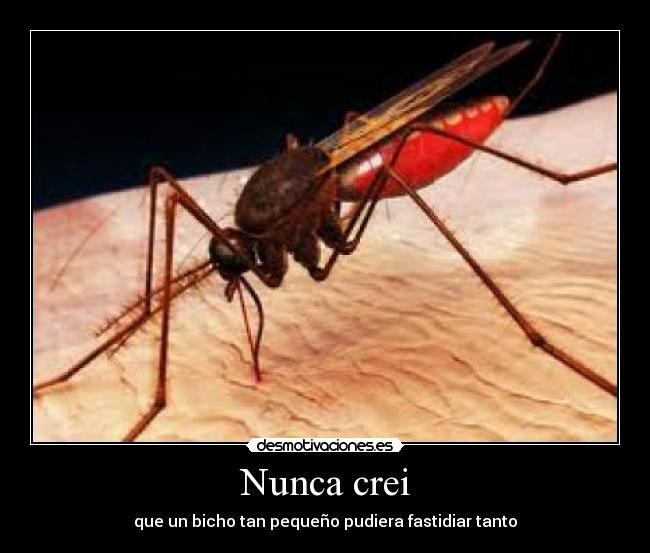 Nunca crei - 