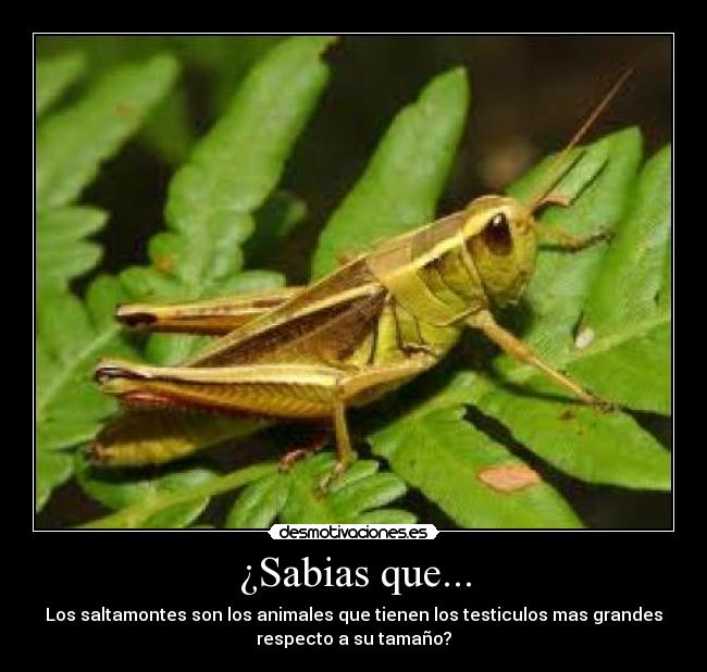 ¿Sabias que... - Los saltamontes son los animales que tienen los testiculos mas grandes
respecto a su tamaño?