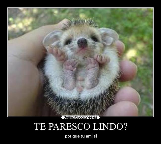 TE PARESCO LINDO? -