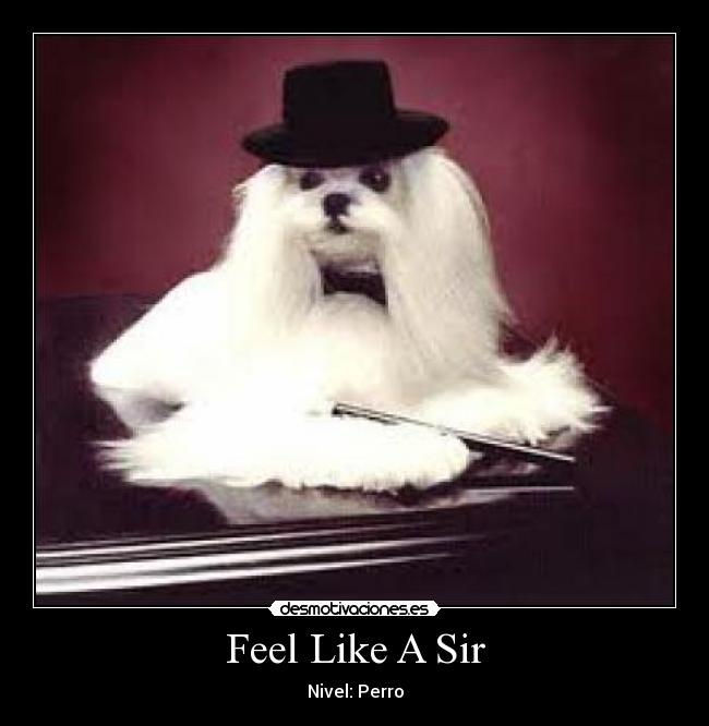Feel Like A Sir - Nivel: Perro