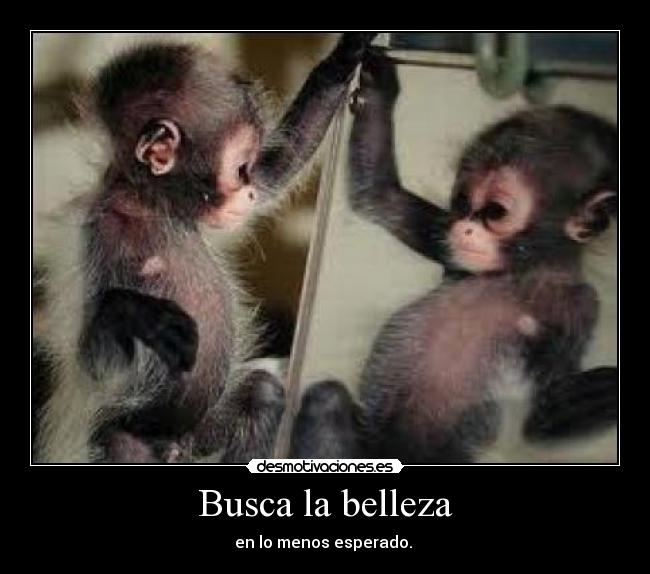 Busca la belleza - 