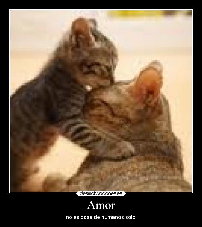 carteles amor amor desmotivaciones