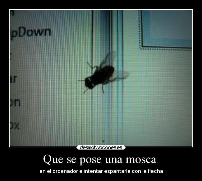 Que se pose una mosca -
