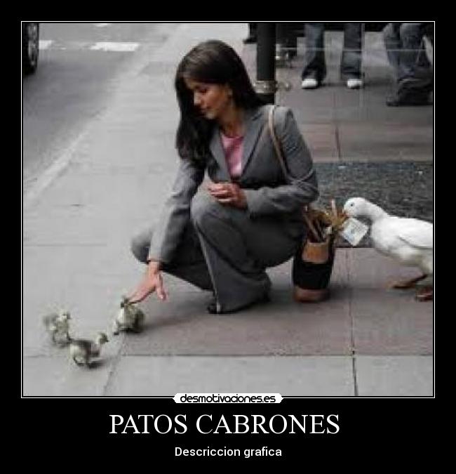 PATOS CABRONES  - Descriccion grafica