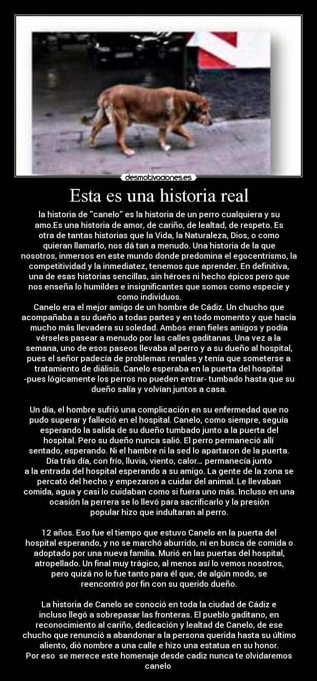 Esta es una historia real - la historia de canelo es la historia de un perro cualquiera y su
amo.Es una historia de amor, de cariño, de lealtad, de respeto. Es
otra de tantas historias que la Vida, la Naturaleza, Dios, o como
quieran llamarlo, nos dá tan a menudo. Una historia de la que
nosotros, inmersos en este mundo donde predomina el egocentrismo, la
competitividad y la inmediatez, tenemos que aprender. En definitiva,
una de esas historias sencillas, sin héroes ni hecho épicos pero que
nos enseña lo humildes e insignificantes que somos como especie y
como individuos.
Canelo era el mejor amigo de un hombre de Cádiz. Un chucho que
acompañaba a su dueño a todas partes y en todo momento y que hacía
mucho más llevadera su soledad. Ambos eran fieles amigos y podía
vérseles pasear a menudo por las calles gaditanas. Una vez a la
semana, uno de esos paseos llevaba al perro y a su dueño al hospital,
pues el señor padecía de problemas renales y tenía que someterse a
tratamiento de diálisis. Canelo esperaba en la puerta del hospital
-pues lógicamente los perros no pueden entrar- tumbado hasta que su
dueño salía y volvían juntos a casa.
Un día, el hombre sufrió una complicación en su enfermedad que no
pudo superar y falleció en el hospital. Canelo, como siempre, seguía
esperando la salida de su dueño tumbado junto a la puerta del
hospital. Pero su dueño nunca salió. El perro permaneció allí
sentado, esperando. Ni el hambre ni la sed lo apartaron de la puerta.
Día trás día, con frío, lluvia, viento, calor… permanecía junto
a la entrada del hospital esperando a su amigo. La gente de la zona se
percató del hecho y empezaron a cuidar del animal. Le llevaban
comida, agua y casi lo cuidaban como si fuera uno más. Incluso en una
ocasión la perrera se lo llevó para sacrificarlo y la presión
popular hizo que indultaran al perro.
12 años. Eso fue el tiempo que estuvo Canelo en la puerta del
hospital esperando, y no se marchó aburrido, ni en busca de comida o
adoptado por una nueva familia. Murió en las puertas del hospital,
atropellado. Un final muy trágico, al menos así lo vemos nosotros,
pero quizá no lo fue tanto para él que, de algún modo, se
reencontró por fin con su querido dueño.
La historia de Canelo se conoció en toda la ciudad de Cádiz e
incluso llegó a sobrepasar las fronteras. El pueblo gaditano, en
reconocimiento al cariño, dedicación y lealtad de Canelo, de ese
chucho que renunció a abandonar a la persona querida hasta su último
aliento, dió nombre a una calle e hizo una estatua en su honor.
Por eso se merece este homenaje desde cadiz nunca te olvidaremos
canelo