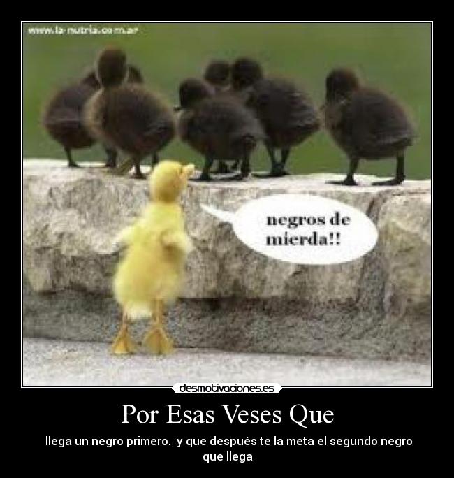 carteles patos negros desmotivaciones