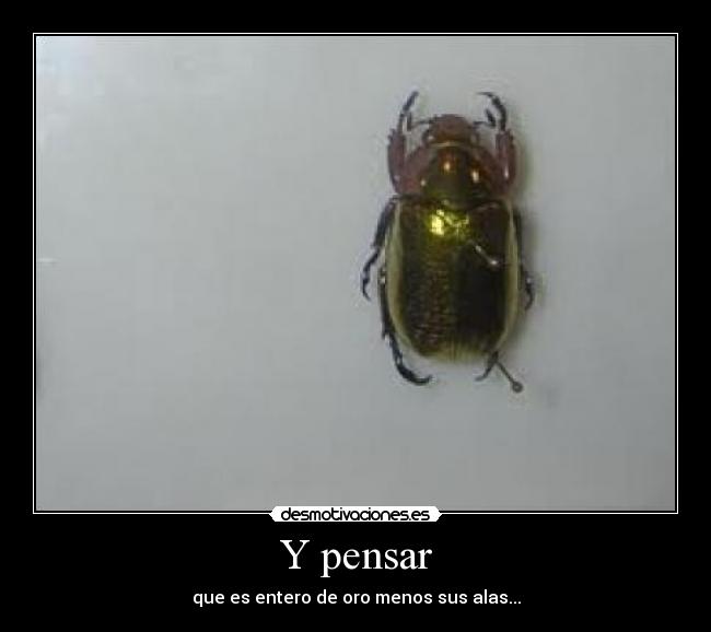 Y pensar - que es entero de oro menos sus alas...